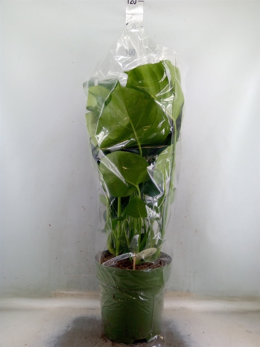 <h4>Monstera delic.</h4>