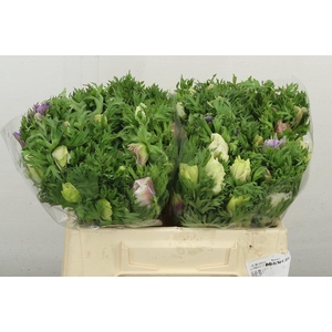 Anem Co Galil Pastel