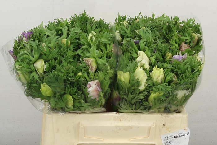 <h4>Anem Co Galil Pastel</h4>