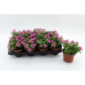 Catharanthus Soiree Bubble Joy Pink