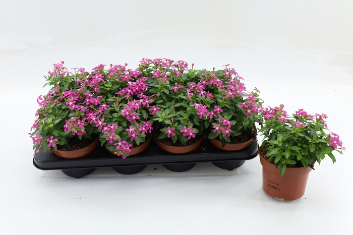 <h4>Catharanthus Soiree Bubble Joy Pink</h4>