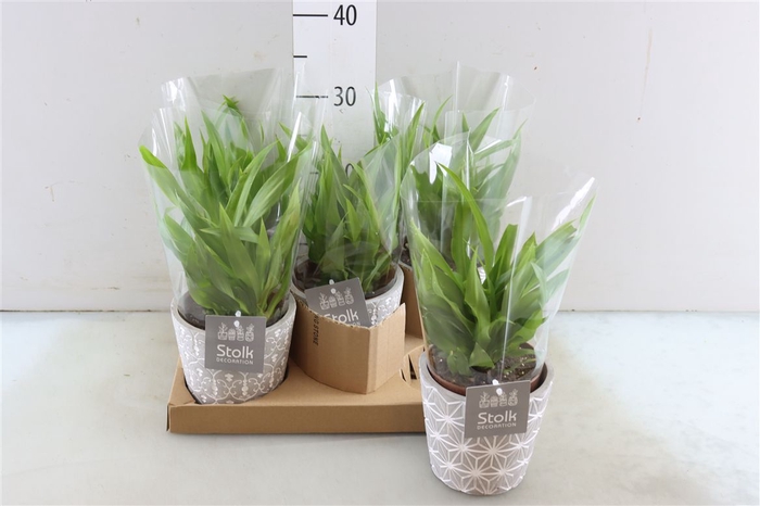 <h4>Chlorophytum Lemon In Star Pot</h4>