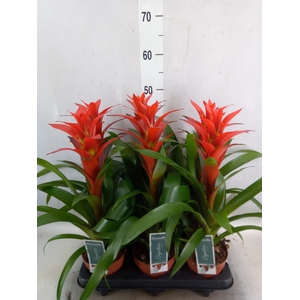 Guzmania  'Ostara'