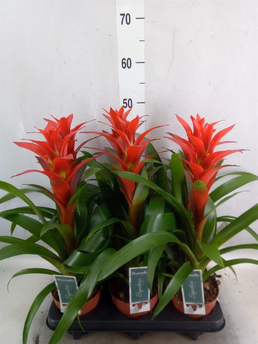 <h4>Guzmania  'Ostara'</h4>