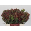 Leucadendron Highlight