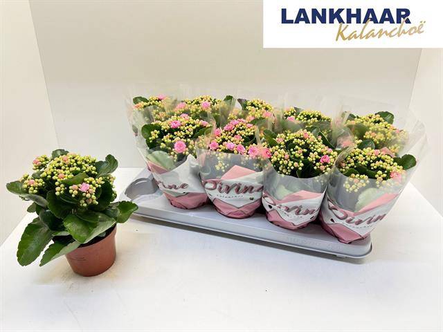 <h4>KAL GE PERFECTA PINK</h4>