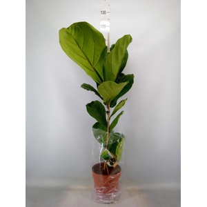 Ficus lyrata