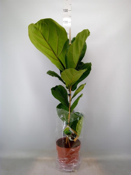 <h4>Ficus lyrata</h4>