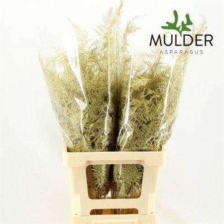 <h4>Asp Ov Klb H%</h4>