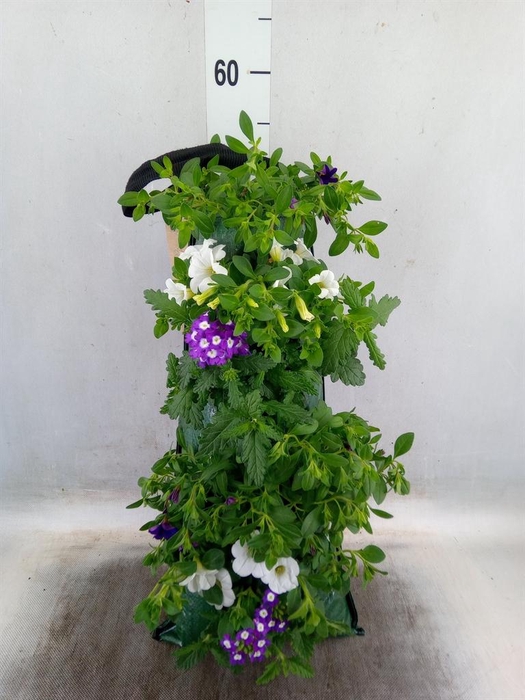 <h4>Sutera   ...</h4>