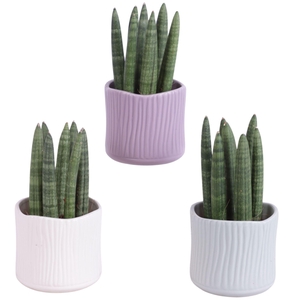 Sansevieria Cylindrica Straight 7 Leaf in Ø10cm Ceramic SE570