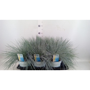 Festuca glauca 'Intens Blue'