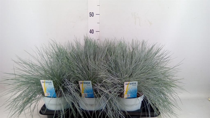 <h4>Festuca glauca 'Intens Blue'</h4>
