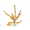 Ilex Cresgold