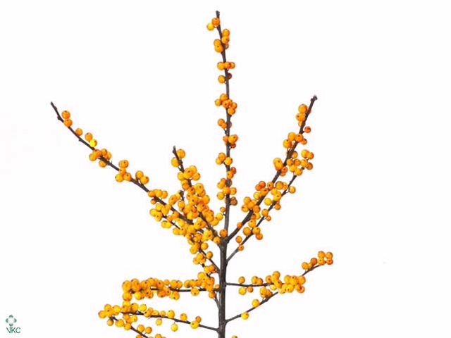 Ilex Cresgold