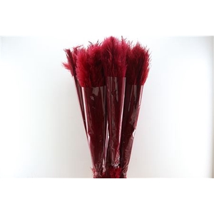 Dried Cortaderia Lao Grass Bleach Red P Stem