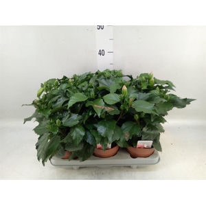 Hibiscus rosa-sin. 'Adonicus Salmo'