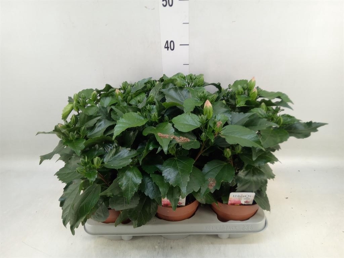 <h4>Hibiscus rosa-sin. 'Adonicus Salmo'</h4>