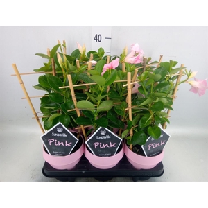 Mandevilla am. 'Sundav Cream Pink'