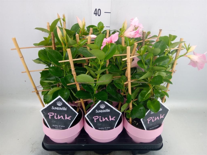 <h4>Mandevilla am. 'Sundav Cream Pink'</h4>