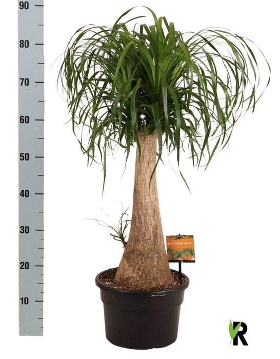 <h4>BEAUCARNEA RECUR</h4>