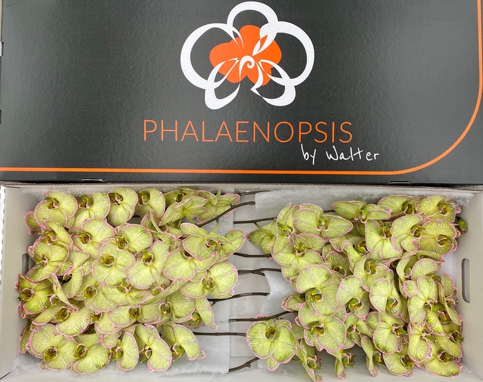 <h4>Phalaenopsis coloured hortensia</h4>