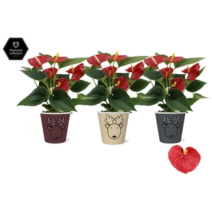 Anthurium 9 cm Diamond Red in Rudolf smartcup