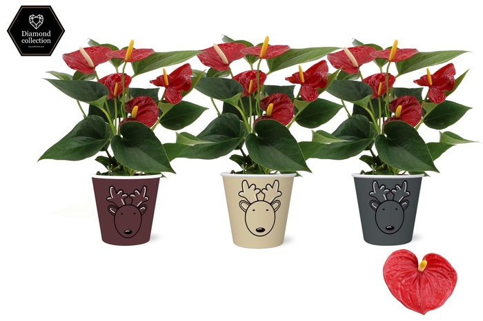 <h4>Anthurium Diamond Red in Rudolf smartcup</h4>