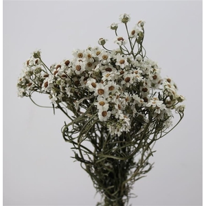 DRIED FLOWERS - IXODIA 30-40CM