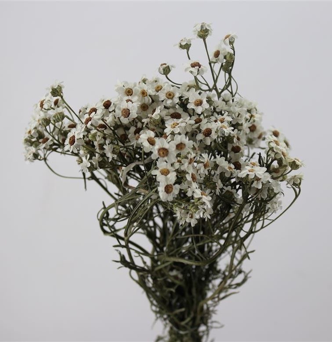 DRIED FLOWERS - IXODIA 30-40CM