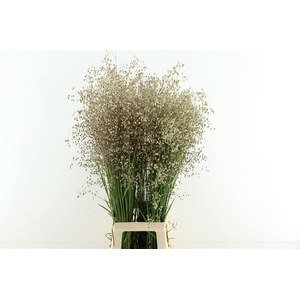 Briza Media 100cm