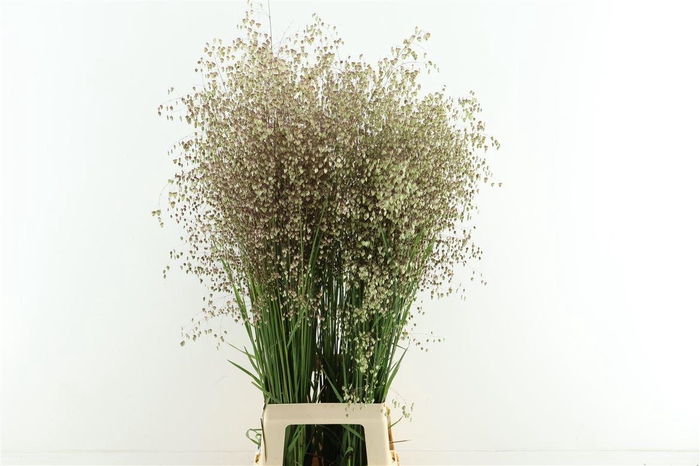 <h4>Briza Media 100cm</h4>