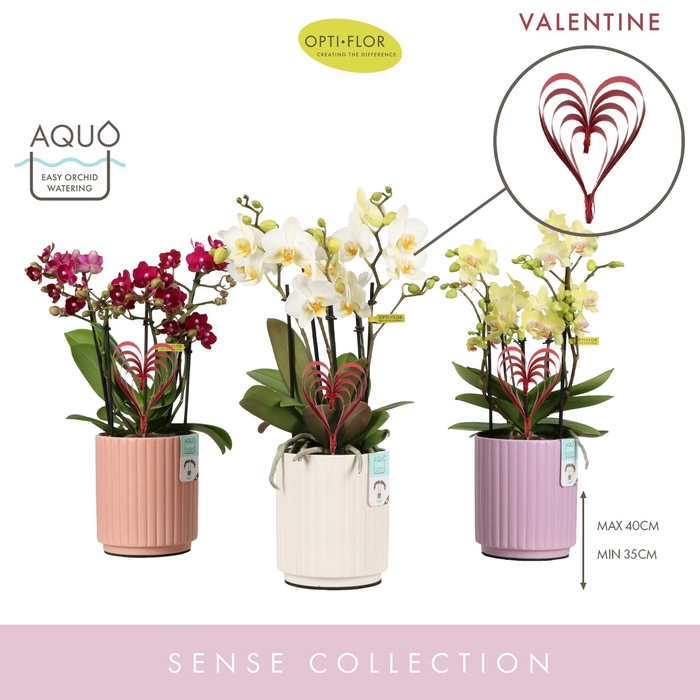 <h4>arr8 Phal Boquetto Mix Ceramic Valentine 5 Spike</h4>