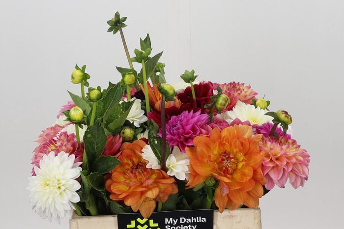 <h4>Dahlia Gemengd in fust</h4>