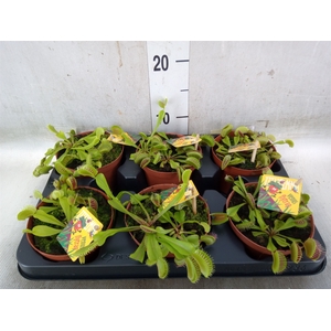 Dionaea muscipula