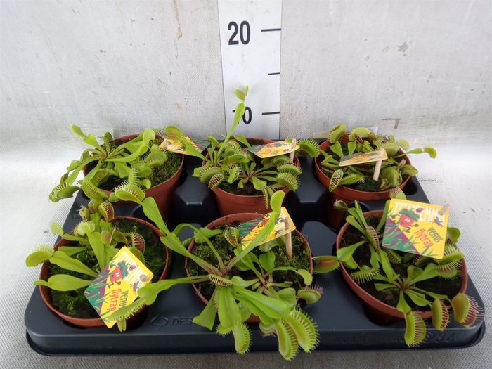 <h4>Dionaea muscipula</h4>