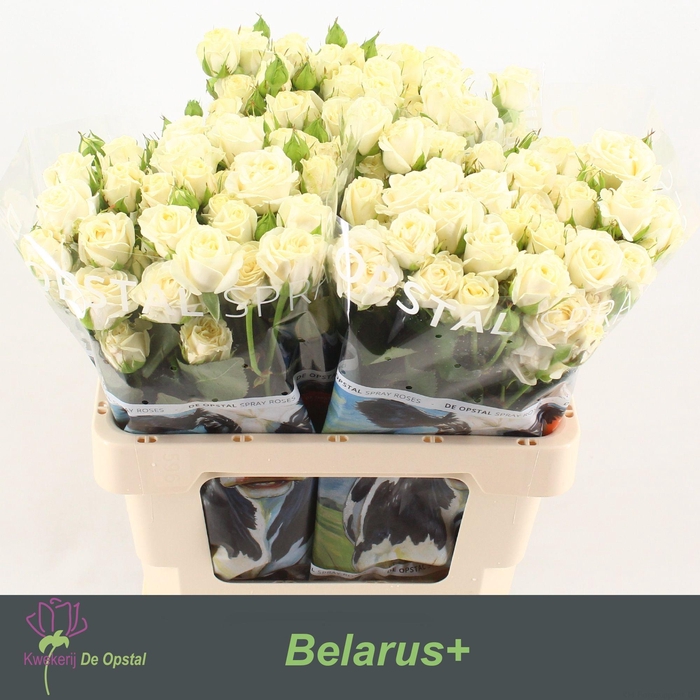 <h4>R TR BELARUS+</h4>