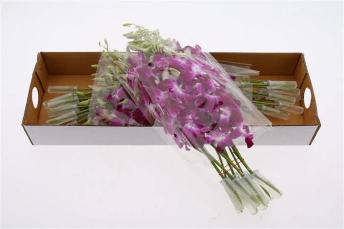 <h4>Dendro Galaxy Sx30</h4>