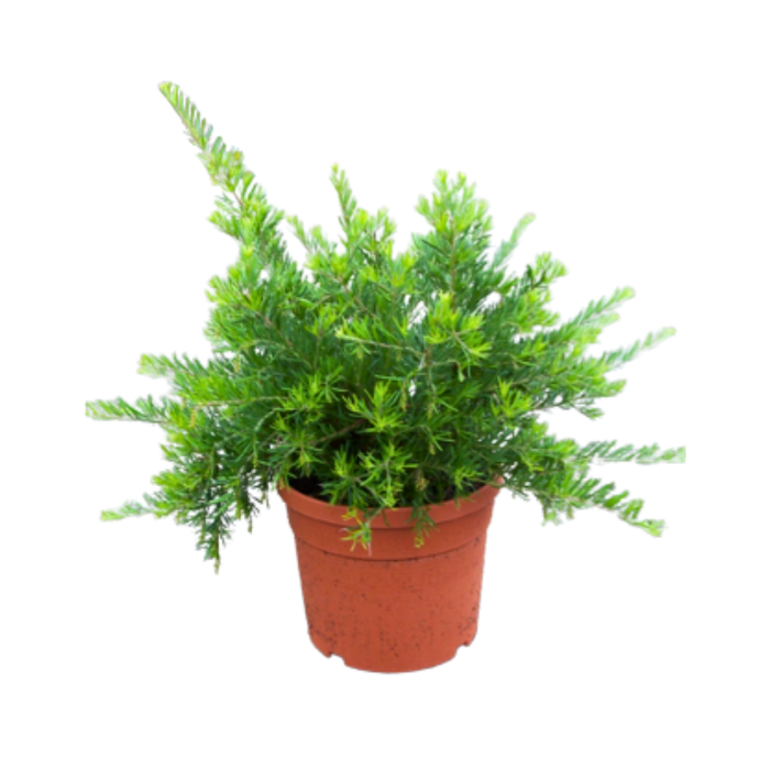 <h4>Grevillea robusta</h4>