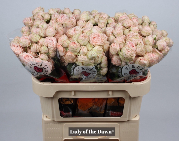 <h4>R TR LADY OF TH DAWN</h4>
