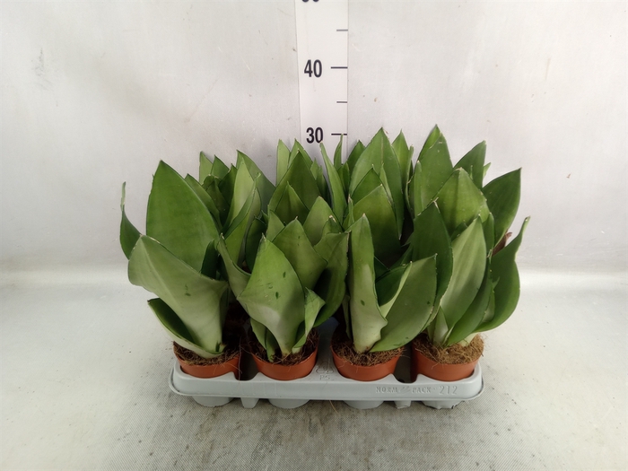 <h4>Sansevieria trifa. 'Moonshine'</h4>