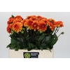 Dahlia American Sunset