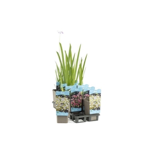 Waterplanten plastic beker