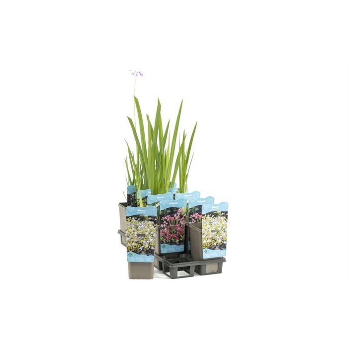 <h4>Waterplanten plastic beker</h4>