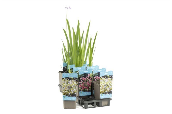 Waterplanten plastic beker