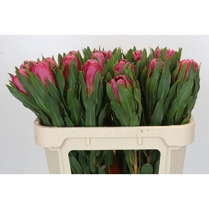 PROTEA BRENDA