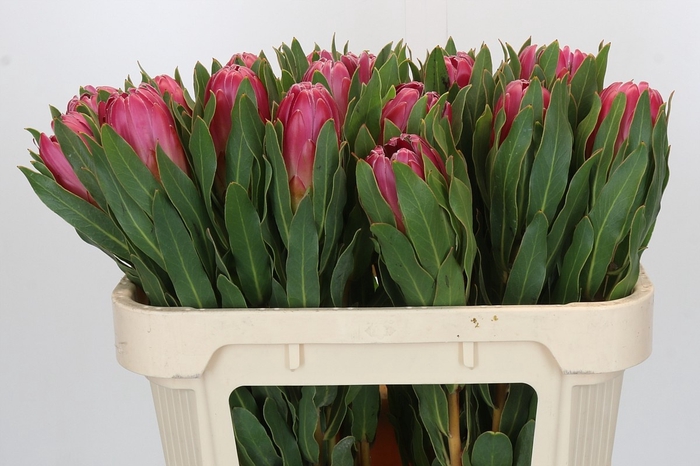 <h4>PROTEA BRENDA</h4>