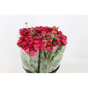 Ran Elegance Hot Pink