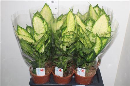 <h4>Dieff Camilla</h4>