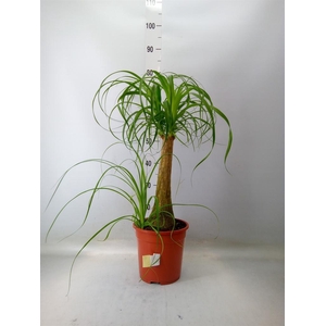 Beaucarnea recurvata